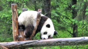 Panda Breeding and Research Centre2