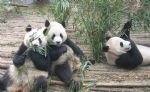 China in a Nut Shell Tour