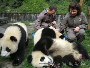 Bifengxia Giant Panda Base