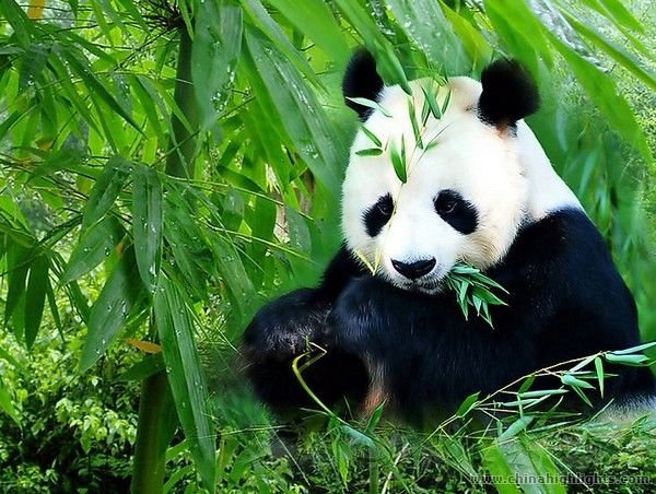 long Panda tour in Chengdu