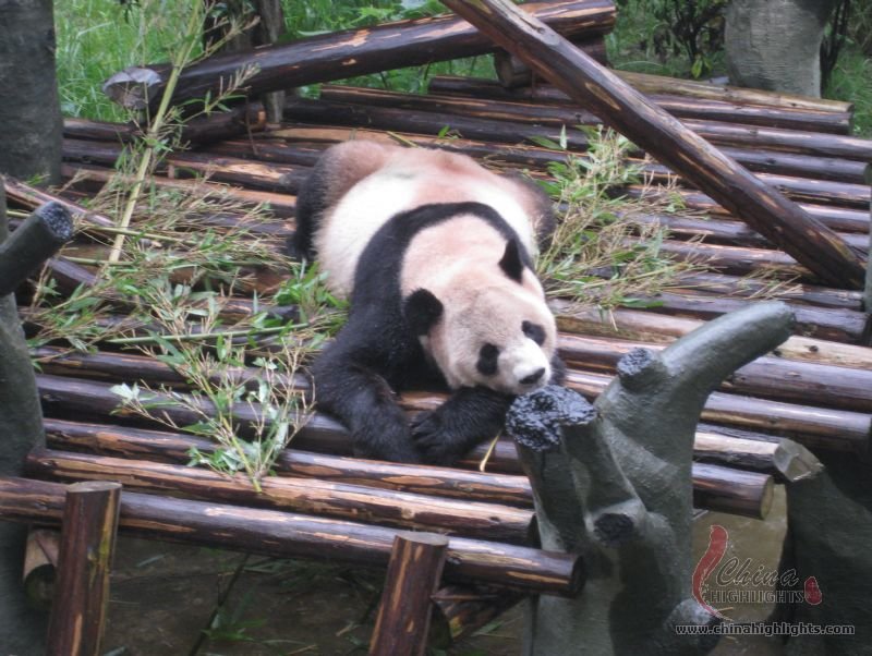 Panda Room in Chongqing Zoo