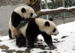 Panda Room in Chongqing Zoo