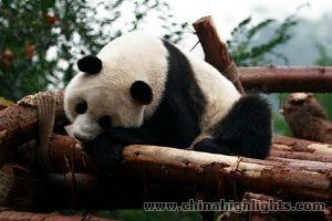 The giant pandas are reared in the outdoors to encourage them to develop their natural instincts and to be able to better fit back into the natural environment.
