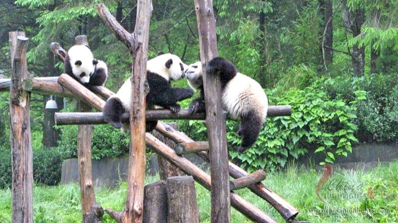 Panda Breeding and Research Center