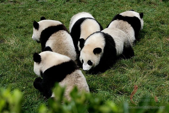 Exploring Chengdu to Dujiangyan Irrigation Project with Pandas and Temples Tour