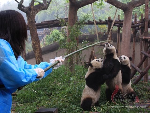 Panda Breeding and Research Center